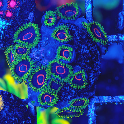 WWC Purple Heart Ring Zoa