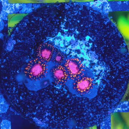 KH Sunburst Zoa