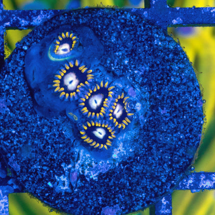BlackHole Sun Zoa