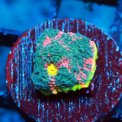 Ultra Rainbow Chalice