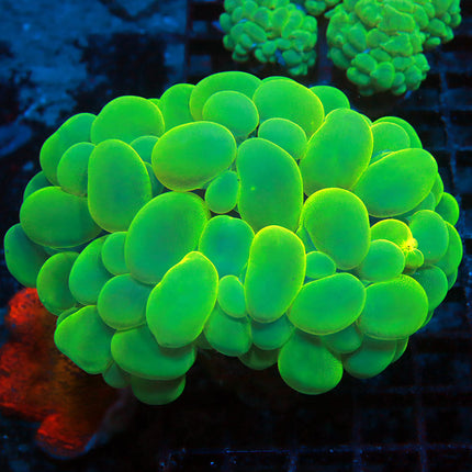 Ultra Neon Bubble Coral