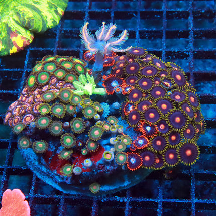 Ultra Zoa Mixed Colony