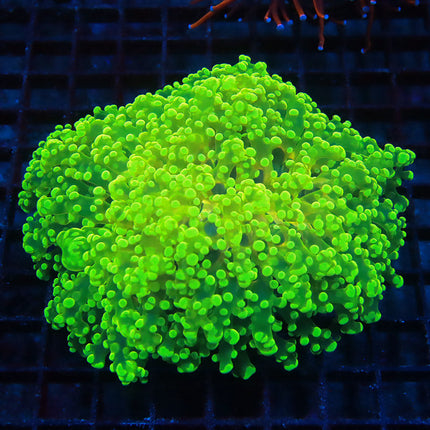 Ultra Neon Kingspawn
