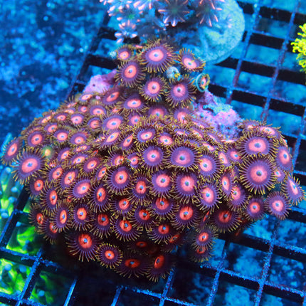 Watermelon Zoa Colony