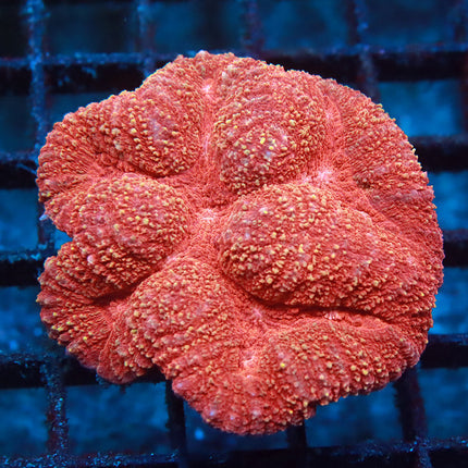 Red Rose Symphyllia