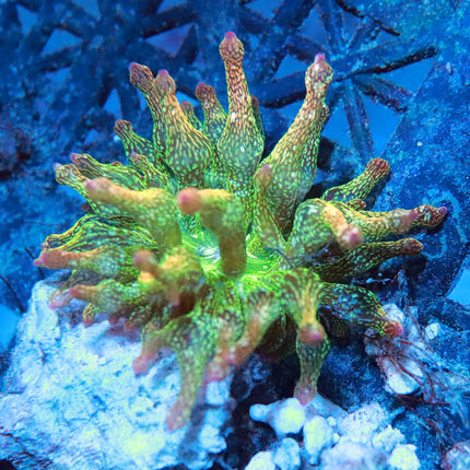 POTO Lucky Charms Anemone