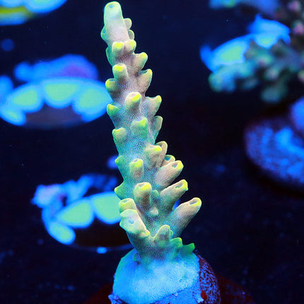 WWC King Fiji
