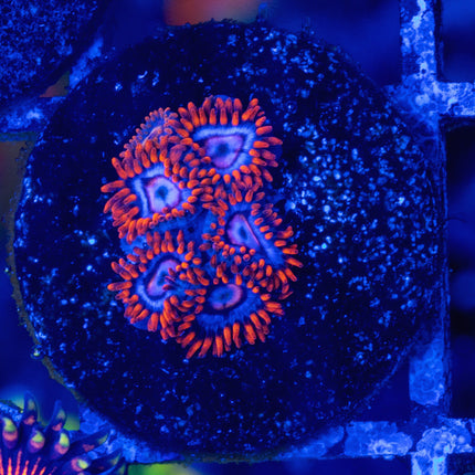 Zoanthids com Snitches Zoa