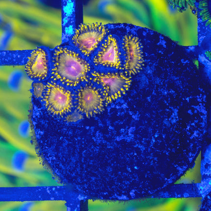 GB Golden Kiwi Zoa