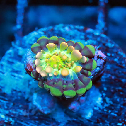 Godzilla Bounce Mushroom (Baby)
