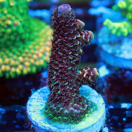 Raising Reef Blue Flame