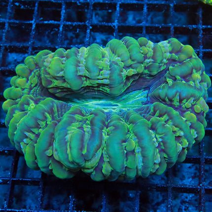 Ultra 7up Indophyllia