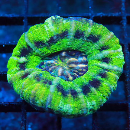 Ultra UFO Scoly