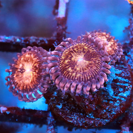 Pandora Zoa