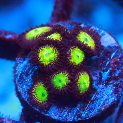 Nuclear Zoa