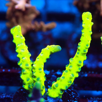 Green Goblin Anacropora