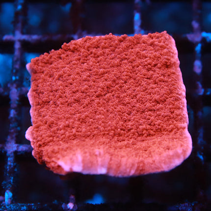 Hot Red Monti Cap