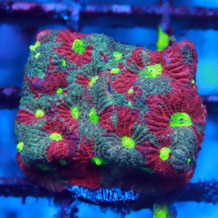 Ultra Splatter Favites