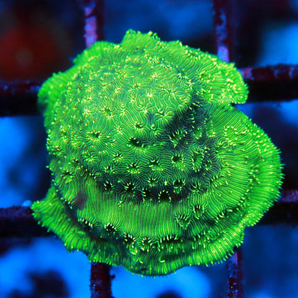 Minty Fresh Stylophora