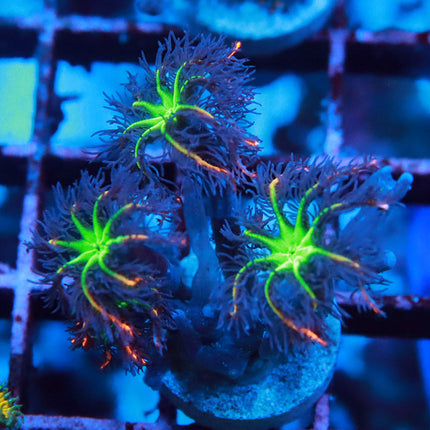 Firework Cloves
