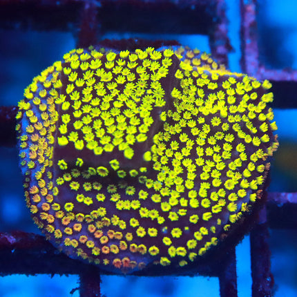 Jason Fox Rainbow Montipora