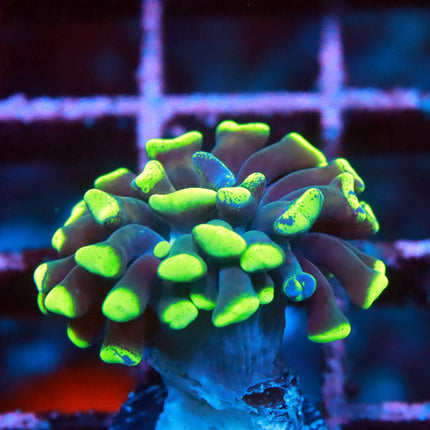 Toxic Green Branching Hammer