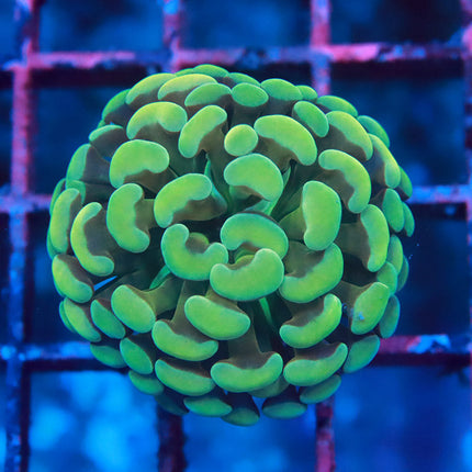 Green Pea Hammer