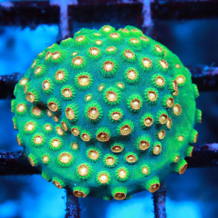 Meteor Shower Cyphastrea