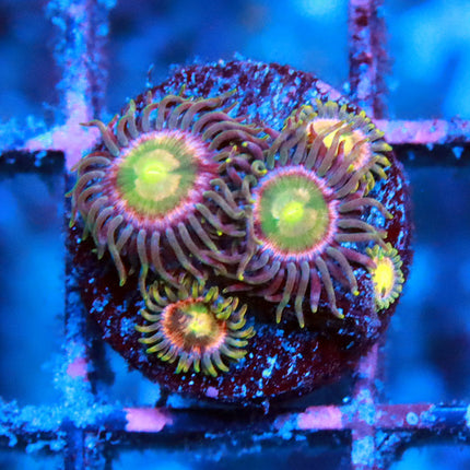 RR Kraken Zoa