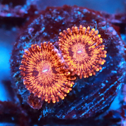 Darth Maul Zoanthids