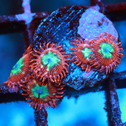 Lazy's Chrysanthemum Zoanthid