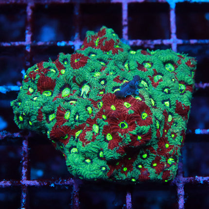 Splatter Warcoral Mini Colony