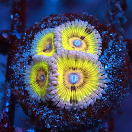 POTO Golden Eagle Eye Zoanthids