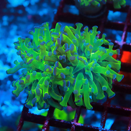 OG Bicolor Frogspawn