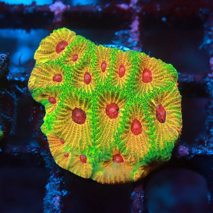UC Fascination Favia