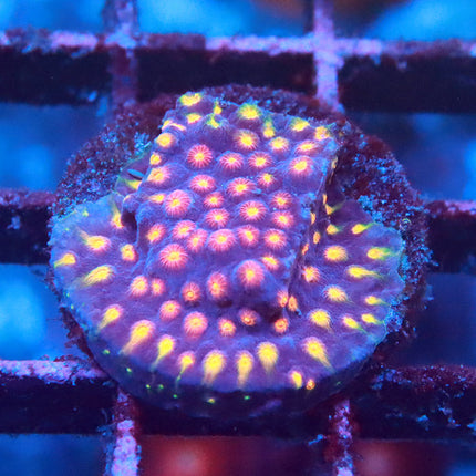 Monet Madness Cyphastrea