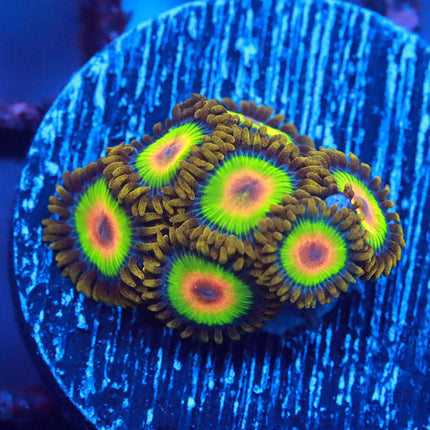 Rasta Zoanthids