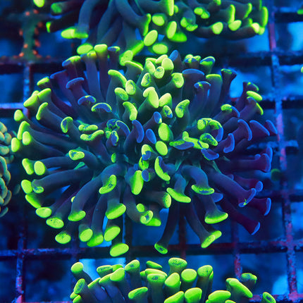 Splatter Branching Hammer