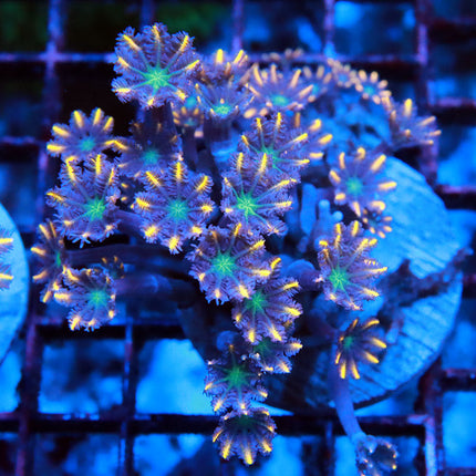 Clove Polyp Colony