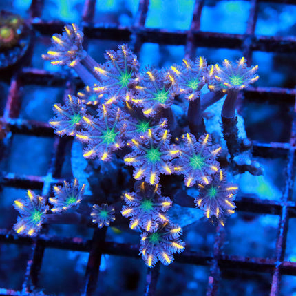 Clove Polyp Colony