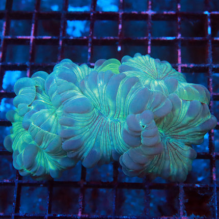 Fantastic Fox Coral
