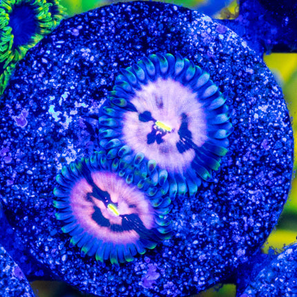 Purple Nebula Paly