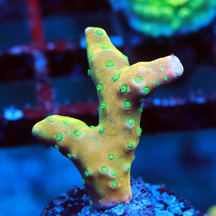 RRC Tropicana Anacropora