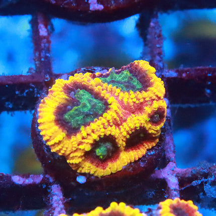 Jason Fox Yellow Submarine Favia