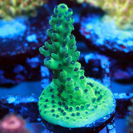 POTO Aqua Viridium (new release)