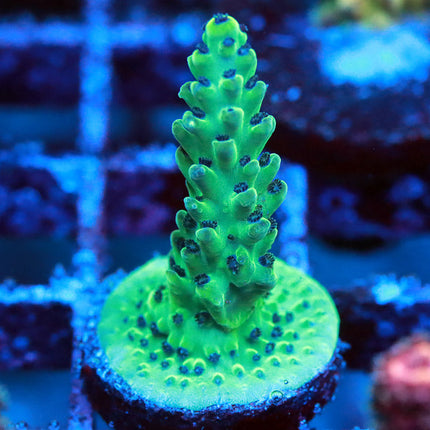POTO Aqua Viridium (new release)