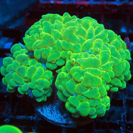 Neon Pearl Bubble