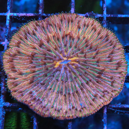 Funky Rainbow Fungia