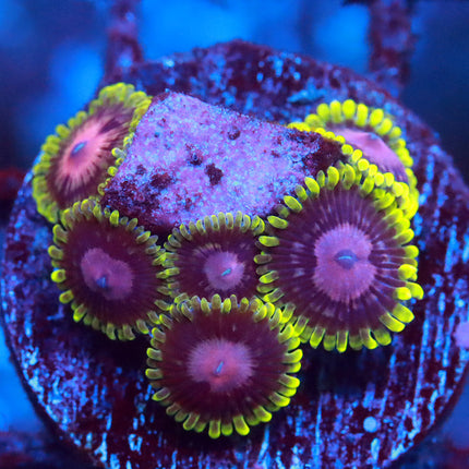 Scarlet Fever Zoanthids