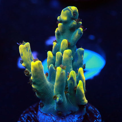 RRUSA Dday